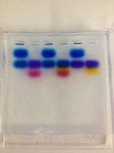Gel Electrophoresis results from Thursday's Lab